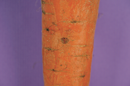 Symptôme de cavity spot (maladie de la tache) sur carotte, tache en creux avec léger fendillement